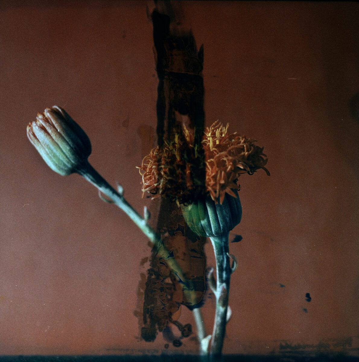 Kleinia grantii Hook