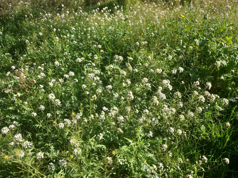 4. vegetacion-espontanea-rabaniza-blanca-biodiversidad