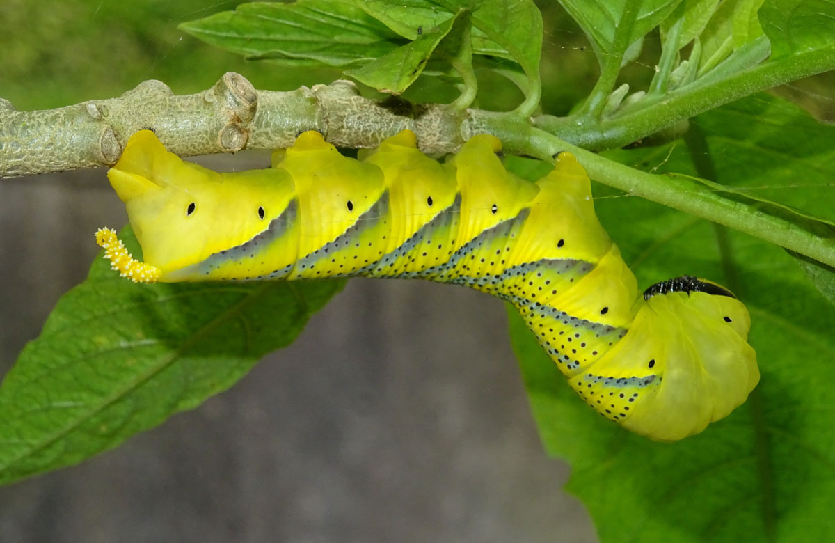 Caterpillar of the death’s-head hawkmoth