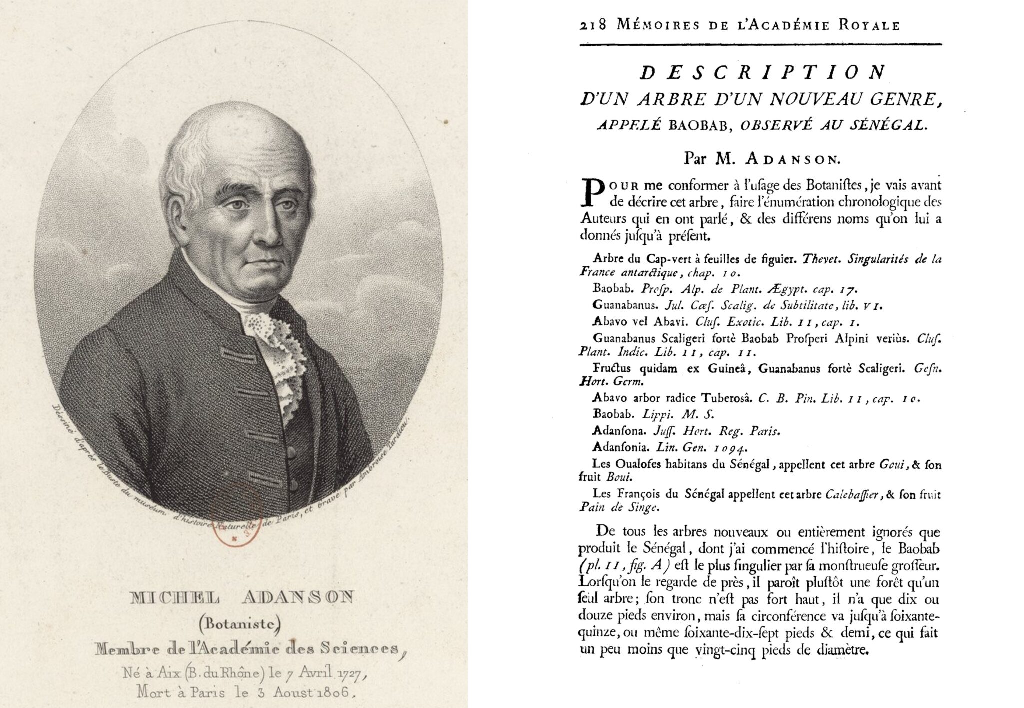 Adanson, the forgotten discoverer of baobab | Espores