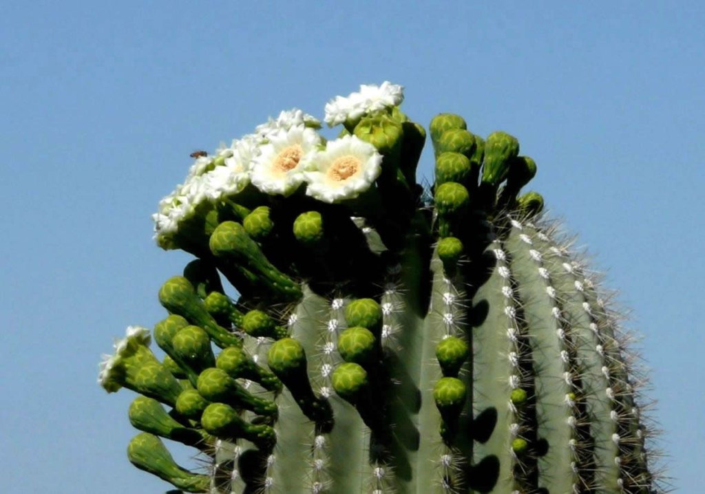 AIGUA_1_flor_de_saguaro