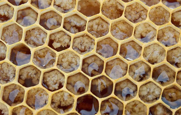 apicultura panal