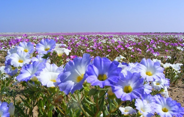 florecer desierto-Desierto Florido-detalle