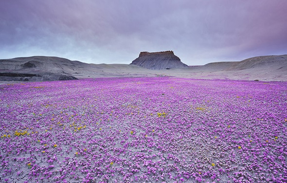 florecer desierto-badlands-utah-1