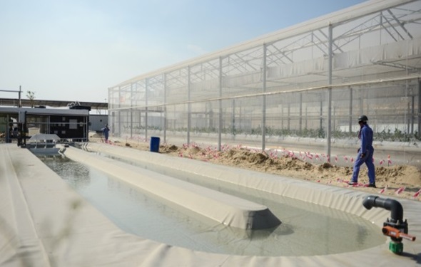 florecer desierto-qatar-sahara-forest-project 2