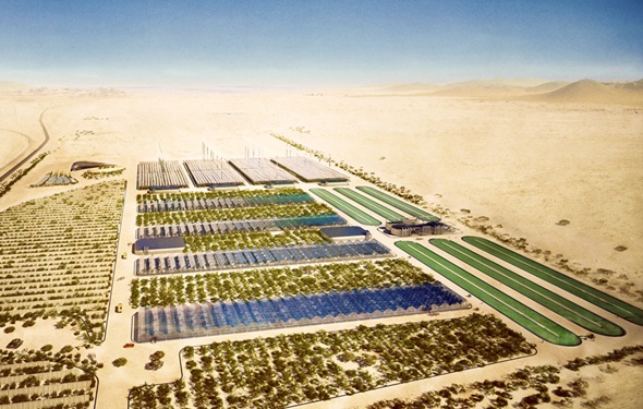 florecer desierto projects Sahara