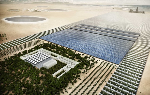 florecer desierto sahara project