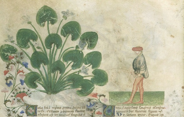 BESTIARIO_Historia_Plantarum