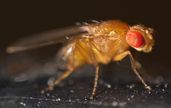 Drosophila-melanogaster