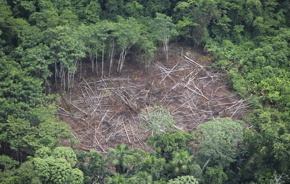 AMAZONAS_deforestacion1