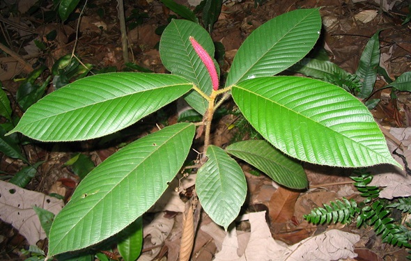 Puerto Princesa Dipterocarpus gracilis