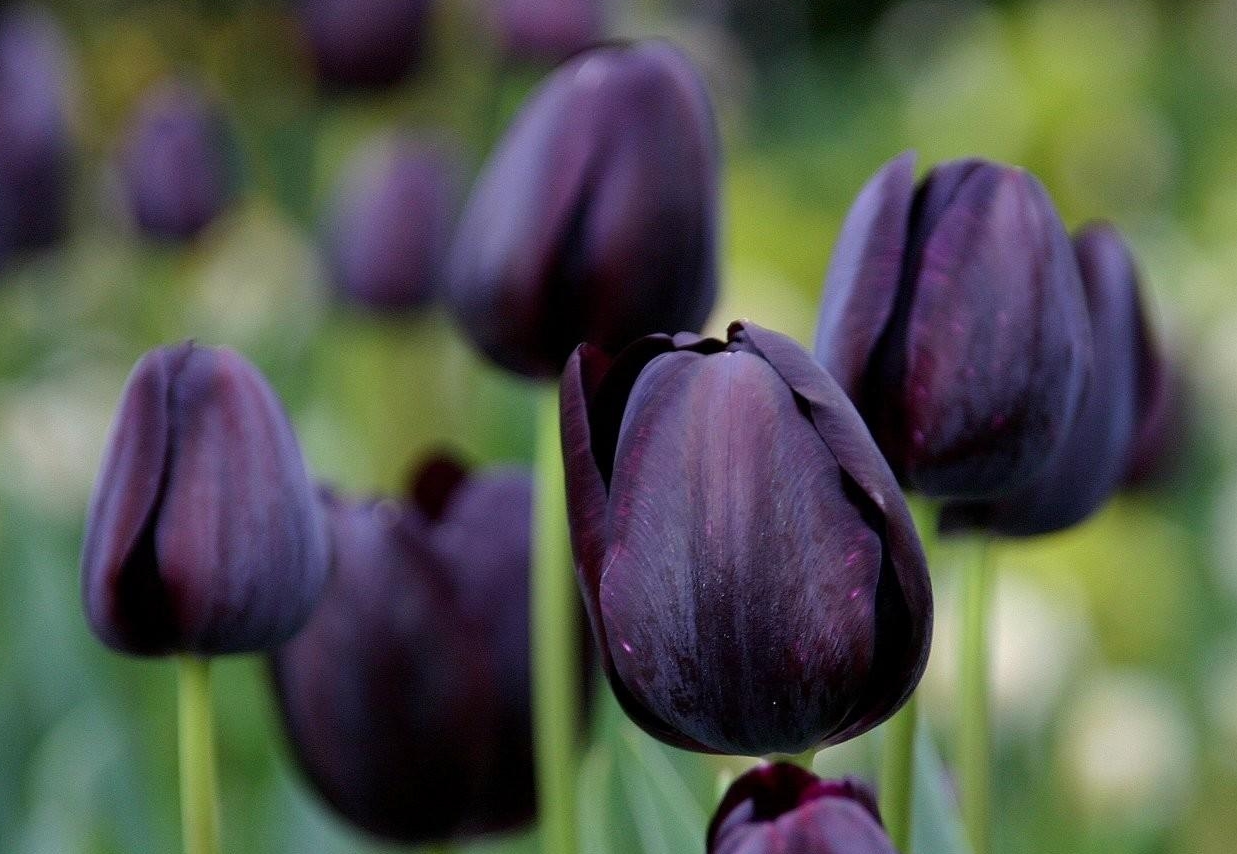tulipan_negro