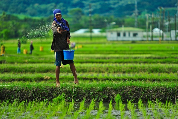 agriculturayefectoinvernadero_arrozal