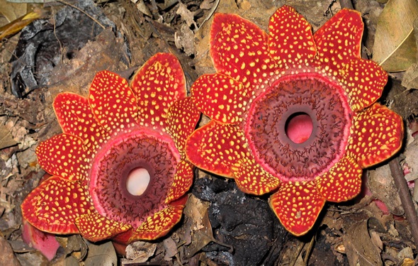 rafflesia-doi-suthep-edit