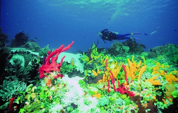 CORAL_buceo