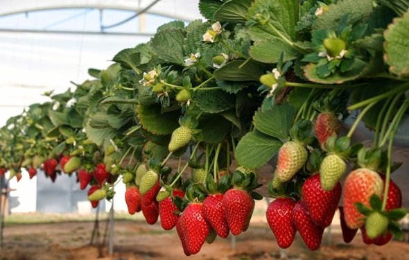 fresas  horticulturablog.com