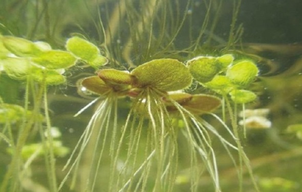 WolffiaArrhizaSpirodela-polyrrhiza-