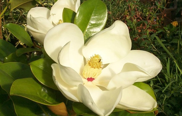 magnolia_grandiflora