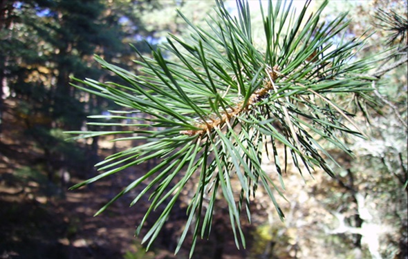 Pinus_sylvestris1