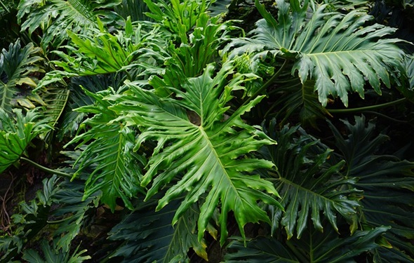 plantas toxicas filodendros