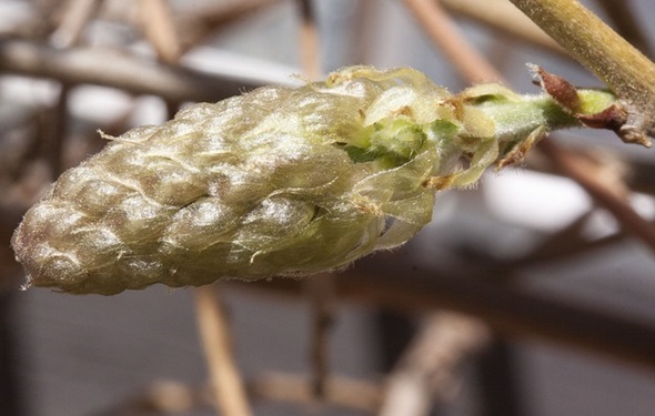 plantas toxicas semilla wisteria