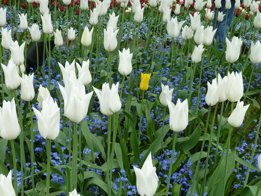 Butchart-Gardens_tulipanes