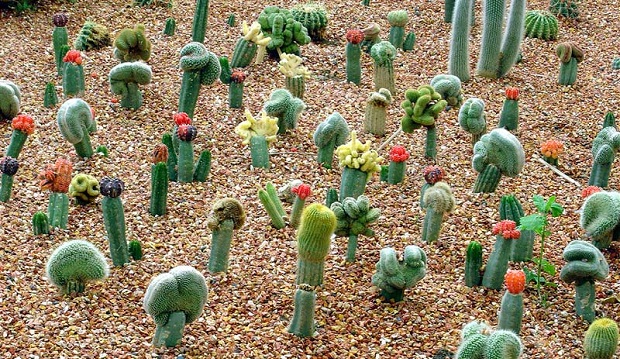 riego-de-cactus