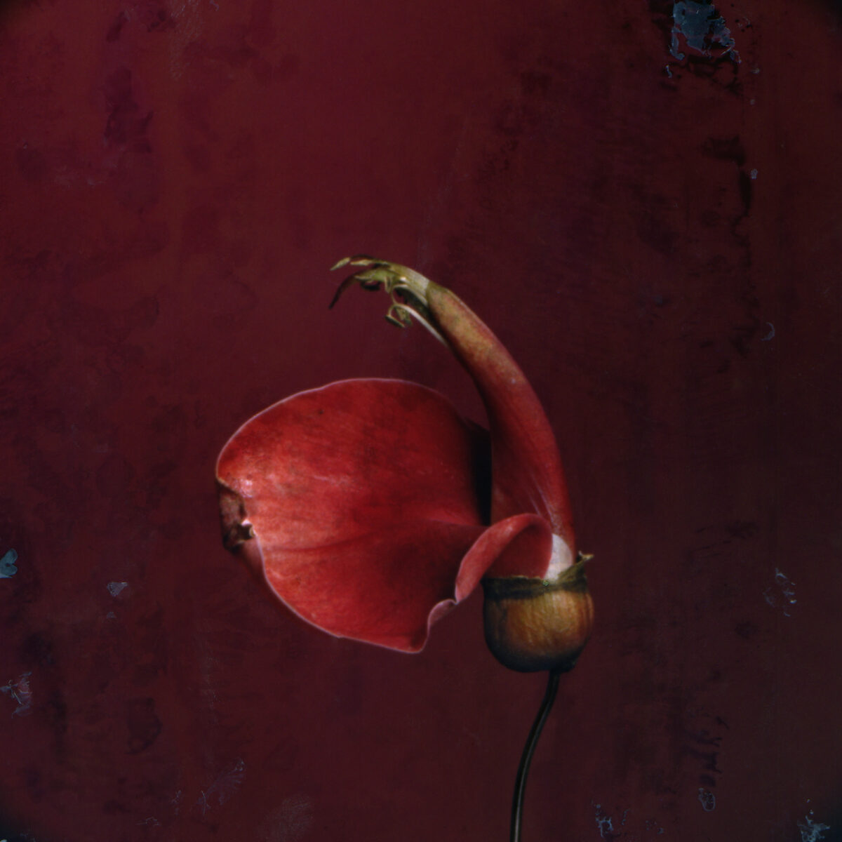 Erythrina crista galli