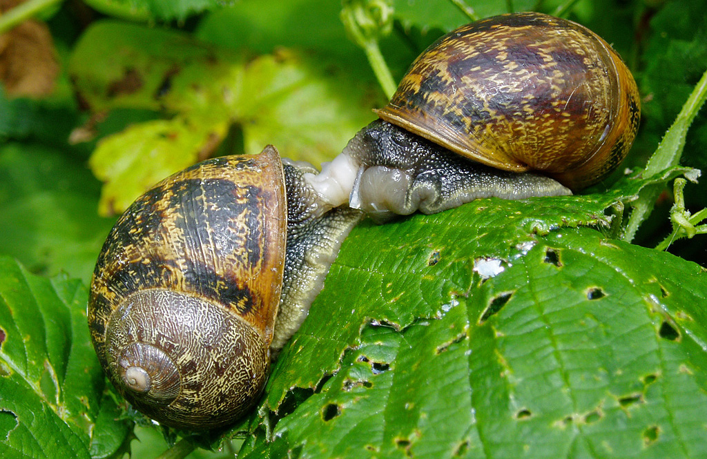 Mollusc garden snails 20070712 0113