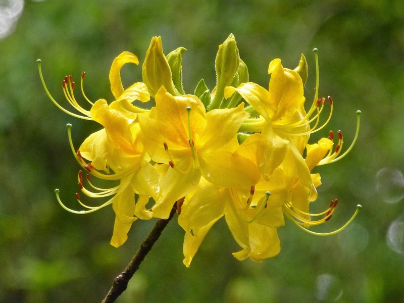 Rhododendron luteum 800px