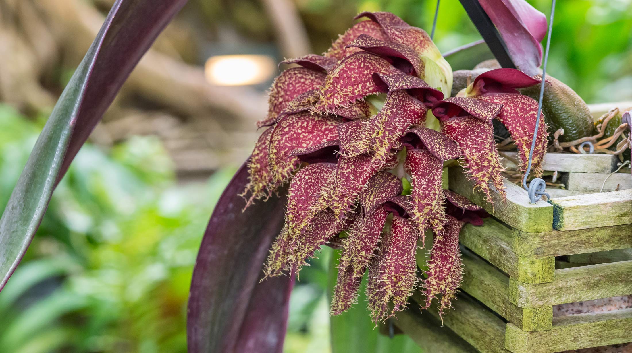 FOTO 8 Phipps Conservatory and Botanical Garden Bulbophyllum phalaenopsis