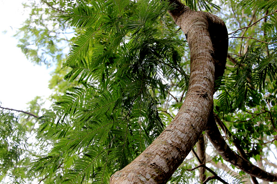 10 Anadenanthera colubrina at Iguazu