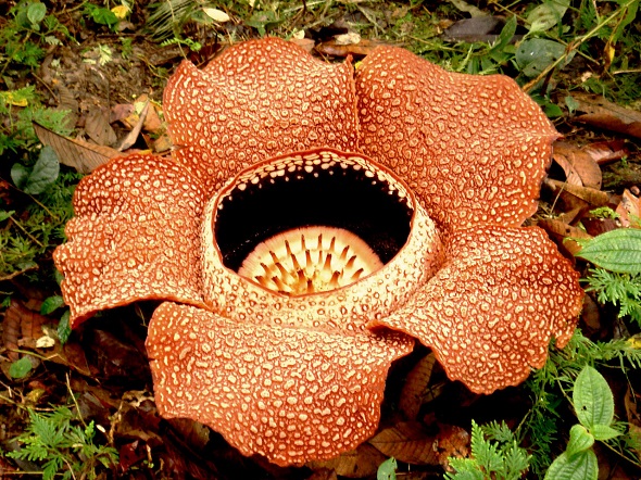 2. Rafflesia Sabah