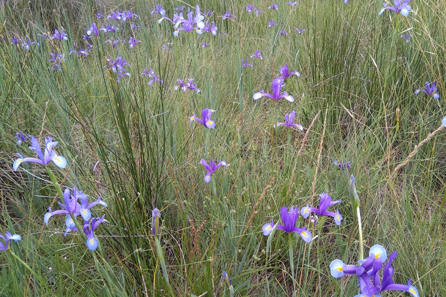 a1 lliris blaus iris