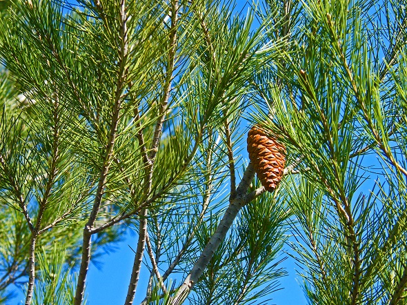4.Pinya de pi blanc Pinus halepensis 
