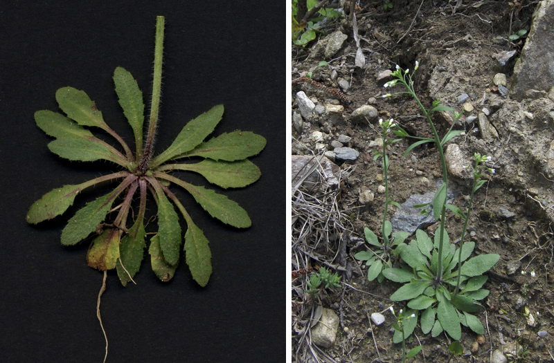 Biografía de una planta modelo 'Arabidopsis thaliana' | Espores