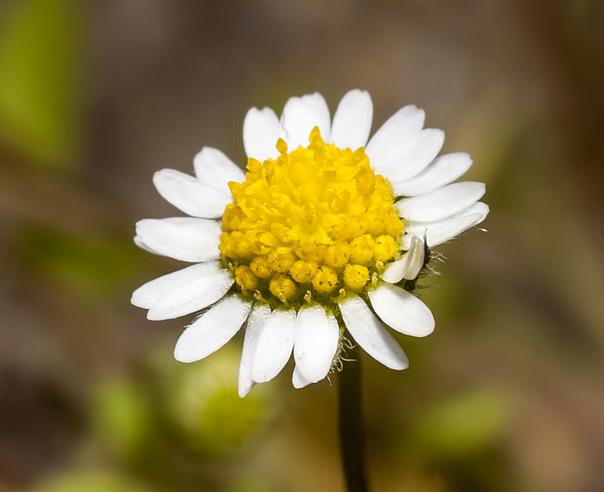 La margarita escondida, una nueva especie para la flora valenciana 