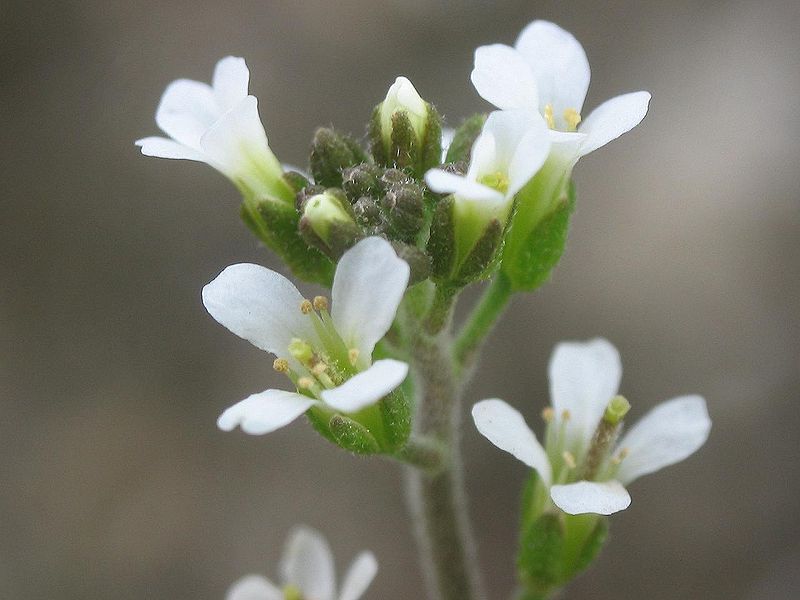 Arabidopsis thaliana inflorescencias wikimedia