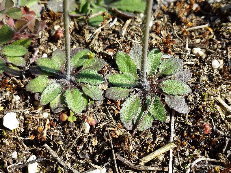 800px Arabidopsis thaliana sl13
