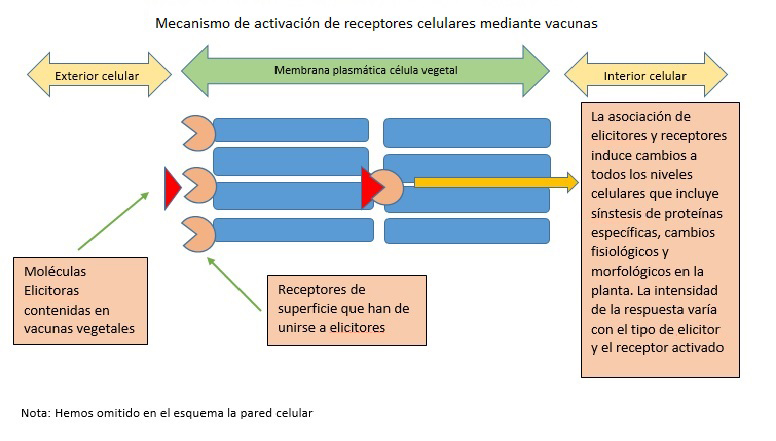 1 ESQUEMA MECANISMO DE ACTIVACION DE RECEPTORES CELULARES