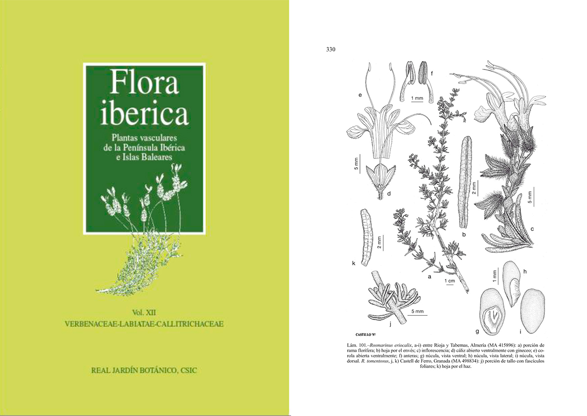 Flora iberica v12