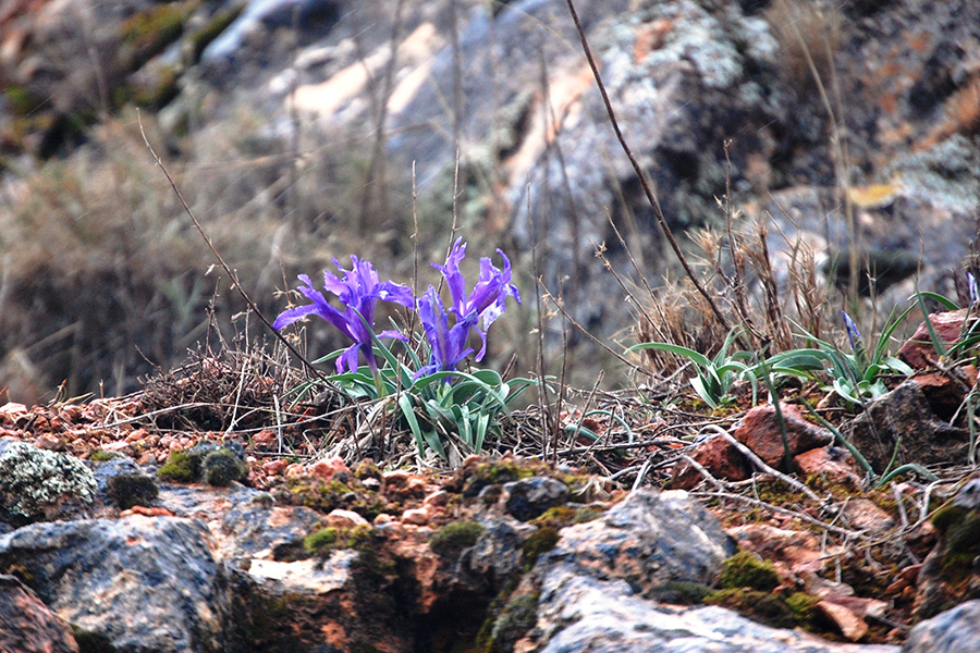 Iris planifolia 0235
