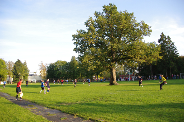 EST Photo no. 1 - Oak tree on a football field Elina Kalm