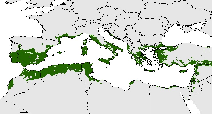 distribucion del olivo cuenca mediterránea
