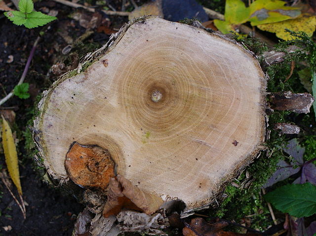 Sambucus nigra wood kz2