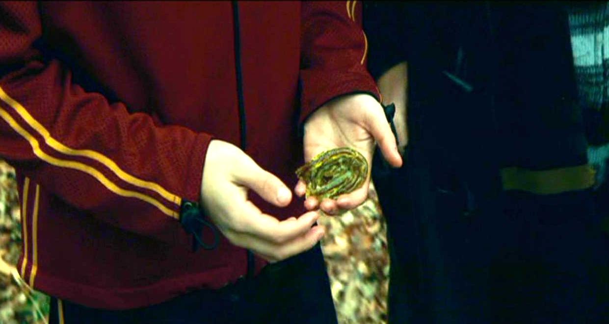 Gillyweed at Harry Potters hand.JPG