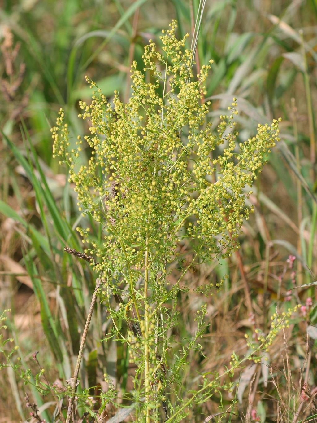 Artemisia annua wikimedia5