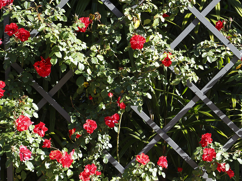 Roses roges UMBRACULOS