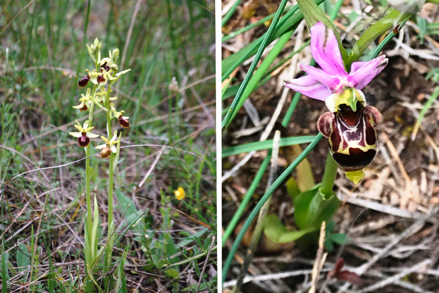 7 ophrys sphegodes scolopax