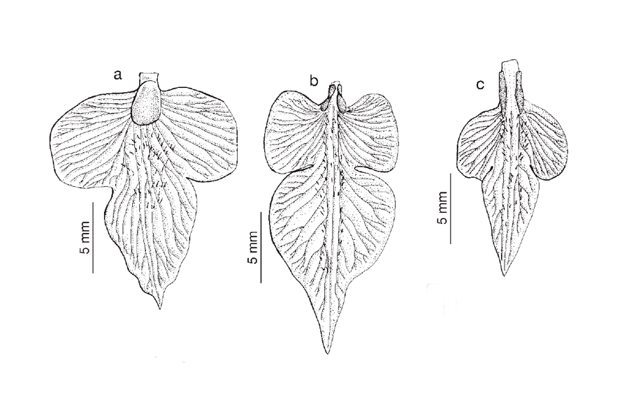 4 serapias floraiberica